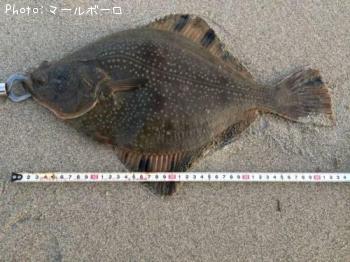 �ޥ����쥤