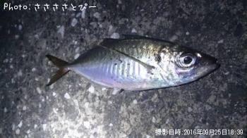 �����������Х�