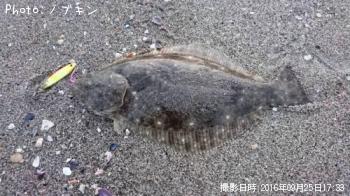 ¥Ò¥é¥á¡Ê¥½¥²¡Ë