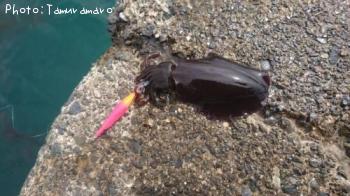 �����ꥤ��