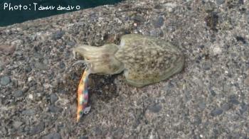 ��󥴥�����