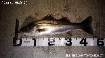 �����Х�