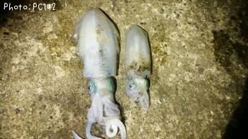 �����ꥤ��