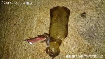 ¥¢¥ª¥ê¥¤¥«