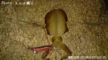 ¥¢¥ª¥ê¥¤¥«