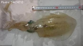 �����ꥤ��