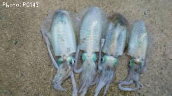 �����ꥤ��