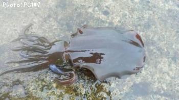 �����ꥤ��