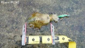 �����ꥤ��