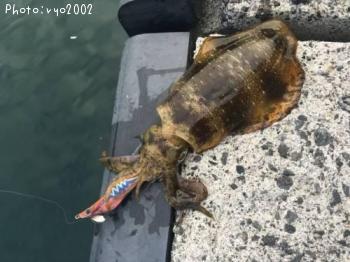 �����ꥤ��