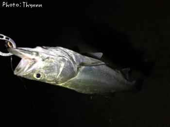 �����Х�