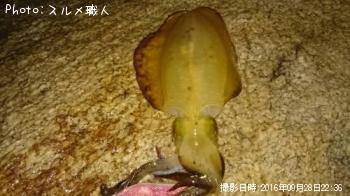 �����ꥤ��