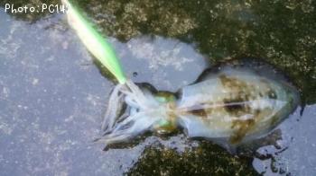 �����ꥤ��