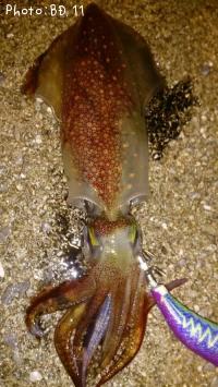 ���󥵥�����