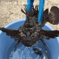 �ϥ������β�ʪ