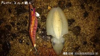 ����䥱����