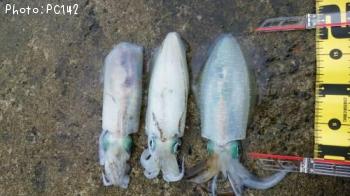 �����ꥤ��