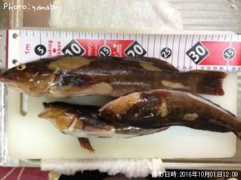 �����ʥ�