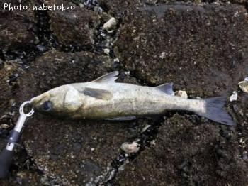 �����Х�