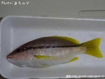 ���ʥ��ӥ������ڥ��ƥե�������