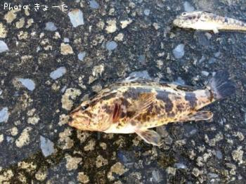 �٥å�������