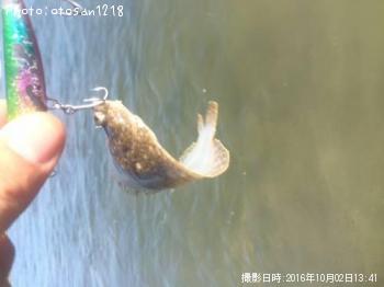 ¥¤¥·¥¬¥ì¥¤