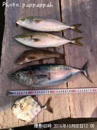 ���������ĥ�¾