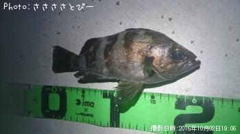 ��Х���᥸��