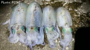 �����ꥤ��