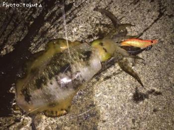 �����ꥤ��