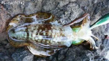 �����ꥤ��