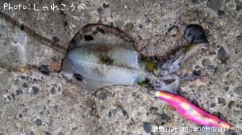 ¥¢¥ª¥ê¥¤¥«