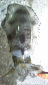 ¥¢¥ª¥ê¥¤¥«