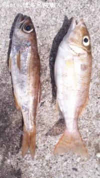 ¥à¥Ä¡¢¥Õ¥¨¥Õ¥¥À¥¤