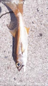 ¥à¥Ä¡¢¥Õ¥¨¥Õ¥¥À¥¤