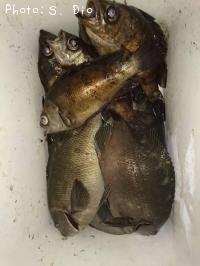 ��Х롢�᥸��