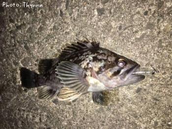 ���ӥ���