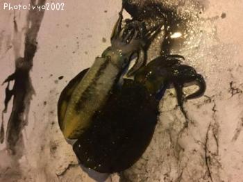 �����ꥤ��