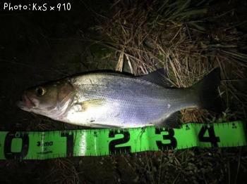 ¥Ò¥é¥Õ¥Ã¥³