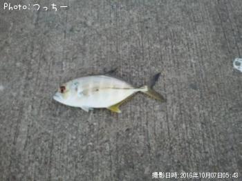 ���󥬥ᥢ��