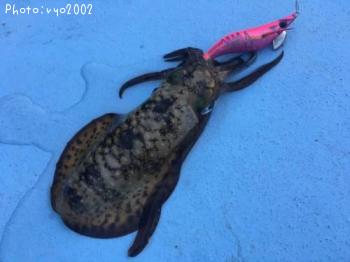 ¥¢¥ª¥ê¥¤¥«