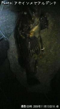 �٥å�������