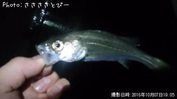 �᥸�ʡ������Х����ʥޥ�