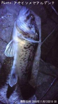 �٥å�������