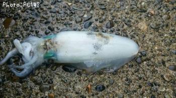 �����ꥤ��