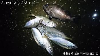 ��������Х�