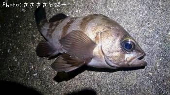 ��������Х�