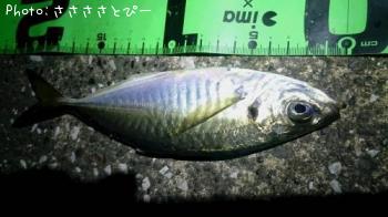 ��������Х�