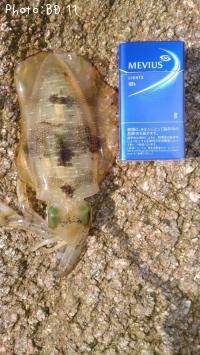 �����ꥤ��