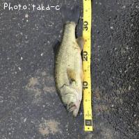 �֥�å��Х�